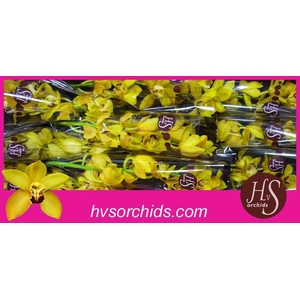 CYMB T COOKSBRIDGE 60 CM