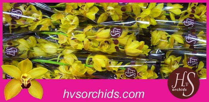 <h4>CYMB T COOKSBRIDGE 60 CM</h4>