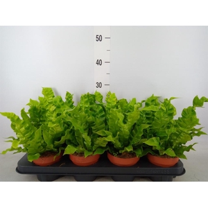 Asplenium nidus 'Crispy Wave'