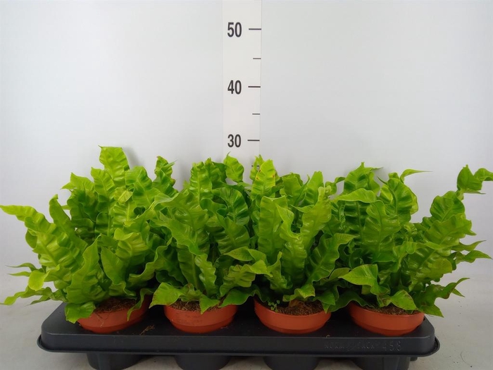 Asplenium nidus 'Crispy Wave'