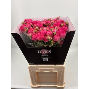 R TR GISELLE! 70 cm Carton