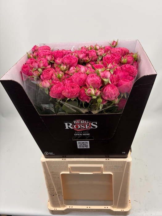 <h4>R TR GISELLE! 70 cm Carton</h4>