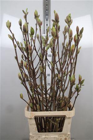 Magnolia Grandi Yellow