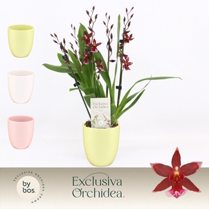 Barrocco Red, 5/6-spike in Lotte 'Exclusiva Orchidea'