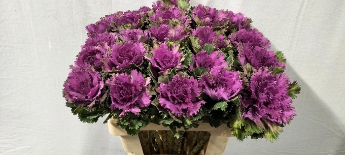 <h4>BRASS ALTAIR</h4>