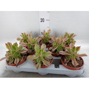 Aeonium ...