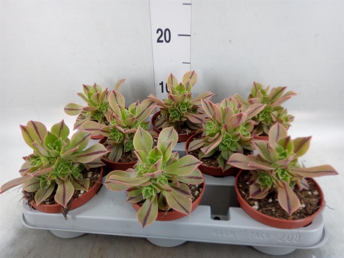 <h4>Aeonium   ...</h4>