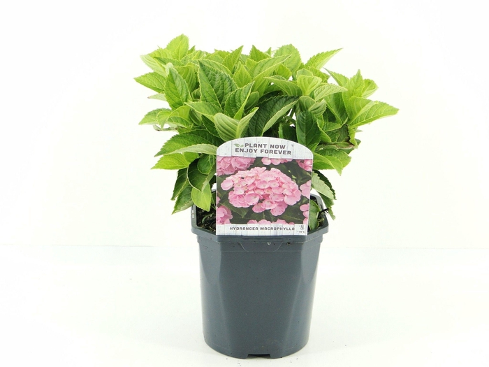 <h4>Hydrangea macr. roze</h4>