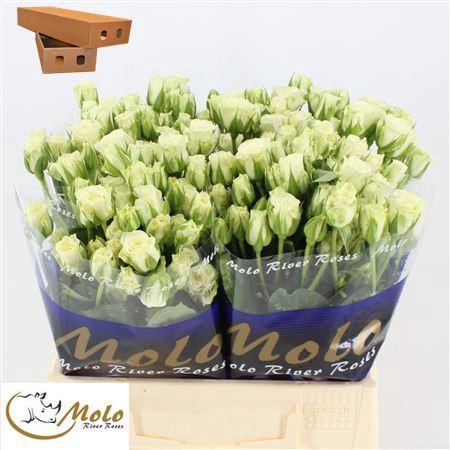 <h4>R Tr Snowflake</h4>