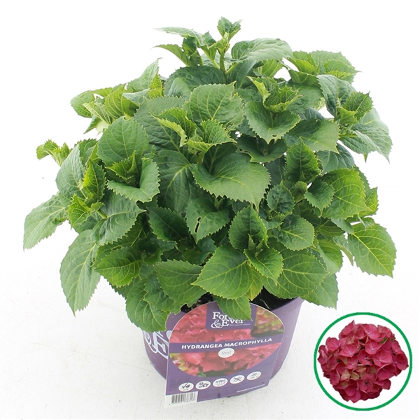 <h4>Hydrangea macr. Forever & Ever® Rood C5 (23cm.) Kn.</h4>