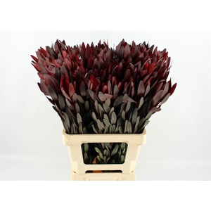 Leucad Safari Sunset 70cm