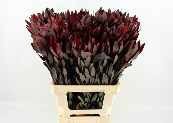 <h4>Leucad Safari Sunset 70cm</h4>