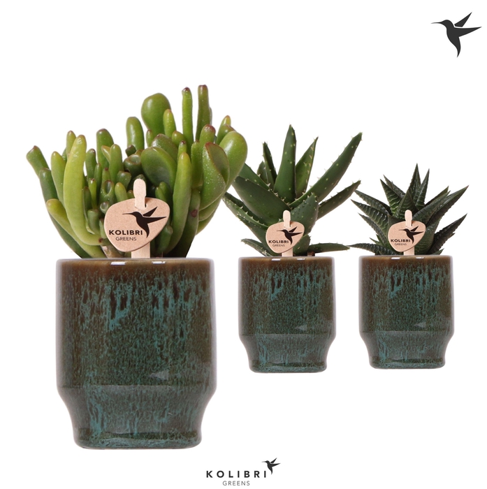 <h4>Kolibri Greens Succulenten mix in Classy pot green</h4>