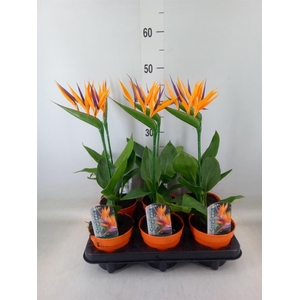Arr.  Strelitzia L%