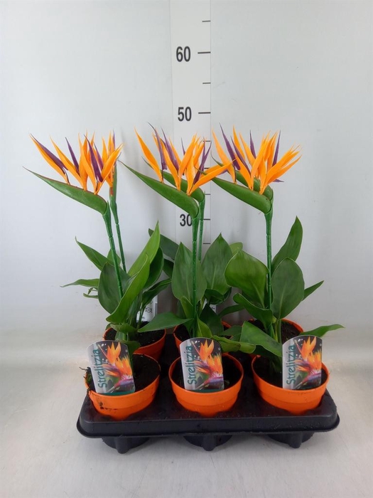 <h4>Arr.  Strelitzia L%</h4>