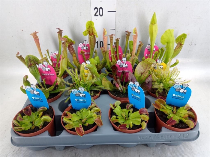 <h4>Vleesetende planten</h4>