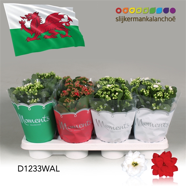 <h4>Kalanchoe Moments - Wales flag</h4>