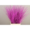Betula paint cerise