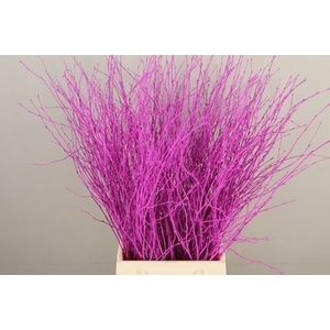 Betula paint cerise
