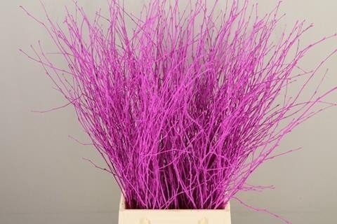 <h4>Betula paint cerise</h4>