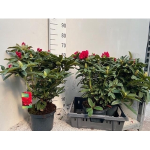 RHOD AR WILGENS RUBY