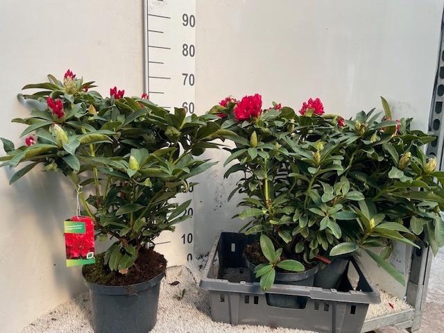 <h4>RHOD AR WILGENS RUBY</h4>