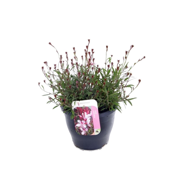 Gaura lind. Gaudi Medium Pink