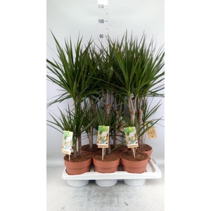 Dracaena marg.