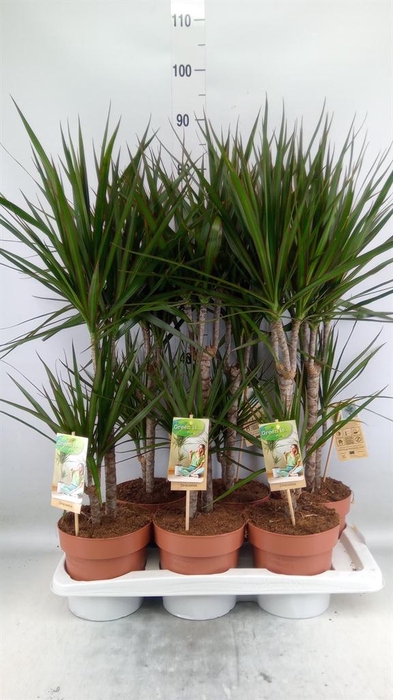 <h4>Dracaena marg.</h4>