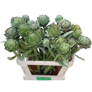 Cynara Sc Green Globe