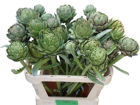 <h4>Cynara Sc Green Globe</h4>