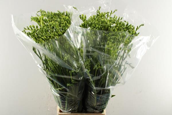 <h4>Freesia Du Versailles (wit) 70</h4>