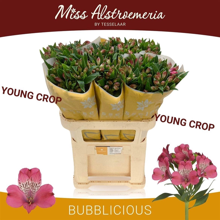 <h4>Alstr Bubblicious</h4>