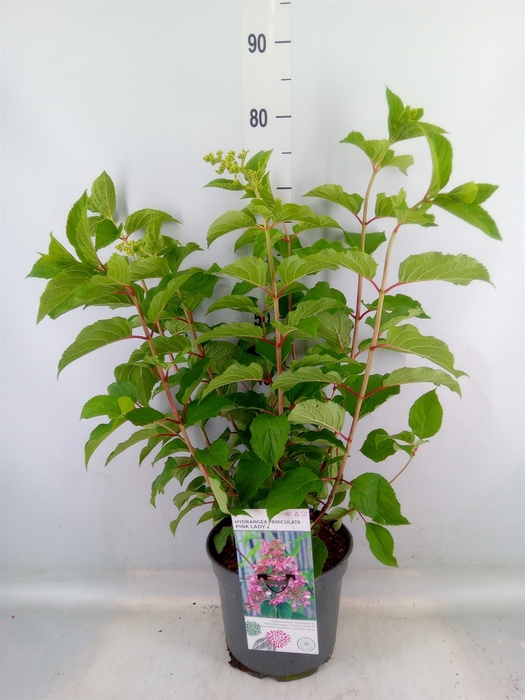 <h4>Hydrangea pan.</h4>