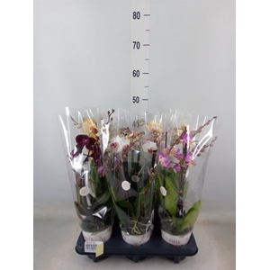 Phalaenopsis   ...mix