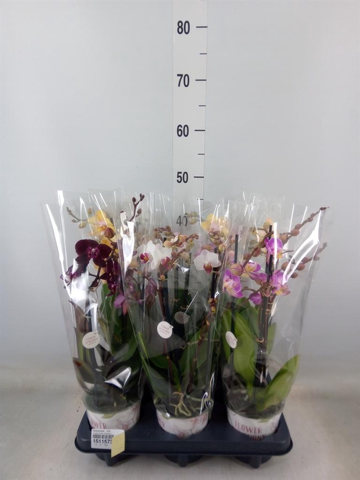 <h4>Phalaenopsis   ...mix</h4>
