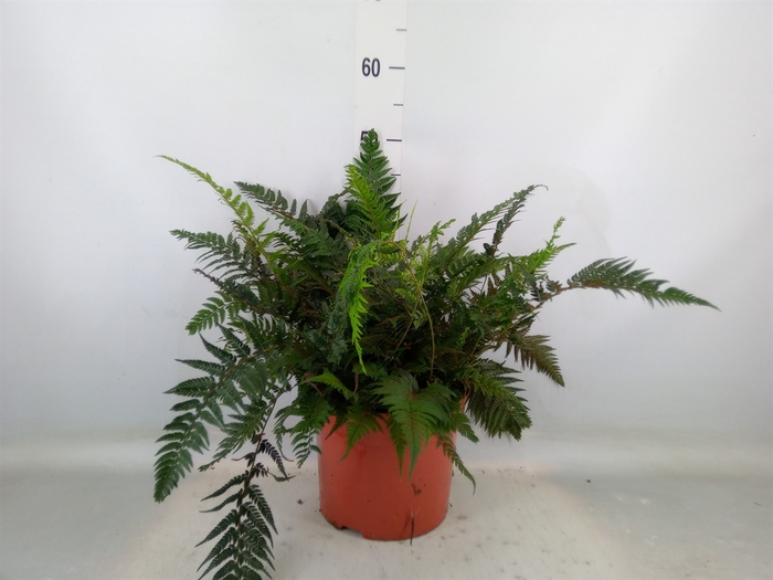 <h4>Athyrium   ...</h4>