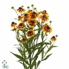 Helenium Zonnedam