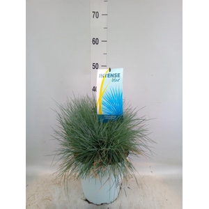 Festuca glauca 'Intens Blue'