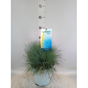 Festuca glauca 'Intens Blue'
