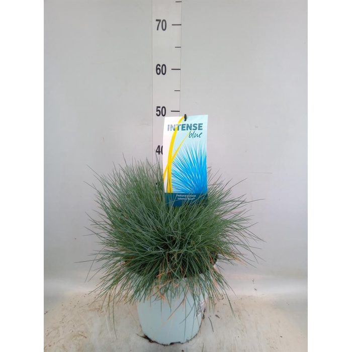<h4>Festuca glauca 'Intens Blue'</h4>