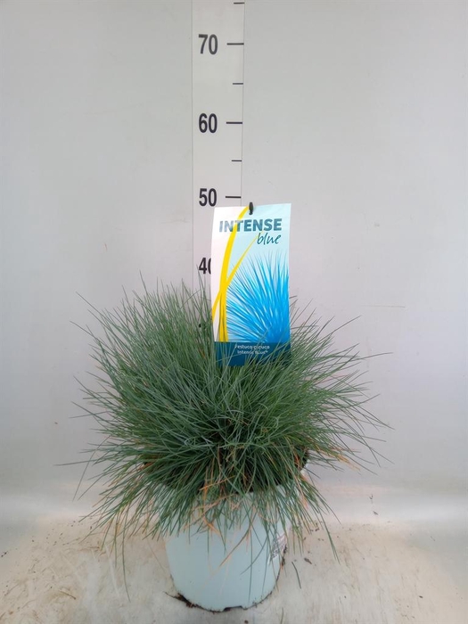 <h4>Festuca glauca 'Intens Blue'</h4>