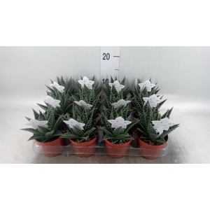 Aloe aristata 'Tiki Tahi'