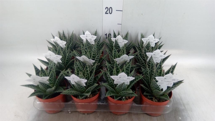<h4>Aloe aristata 'Tiki Tahi'</h4>