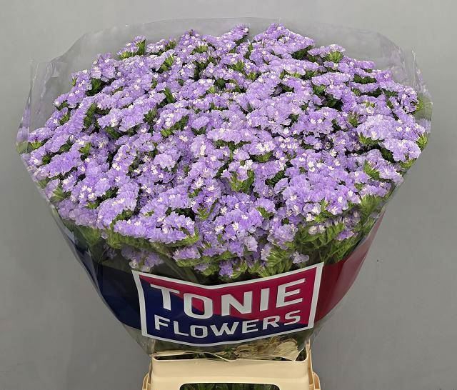 <h4>LIMONIUM SINUATUM 'LUNA BLUE'</h4>