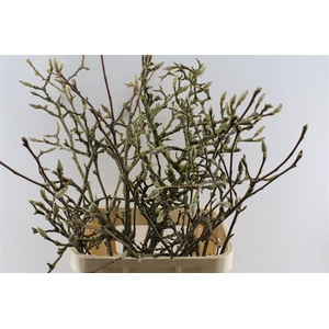 Magnolia Grandiflora Ex