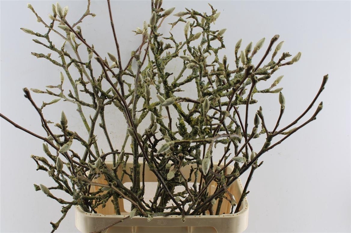 <h4>Magnolia Grandiflora Ex</h4>