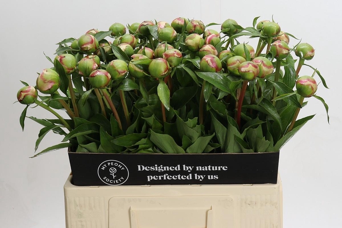 <h4>Paeonia Alertie</h4>