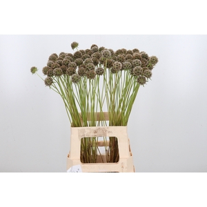 Scabiosa Stell Zaaddoos