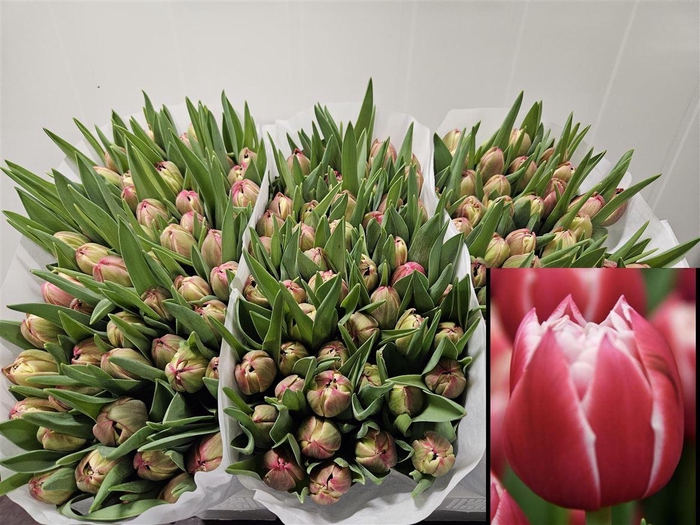 <h4>Tu Du Columbus</h4>